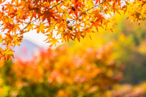 El color del otoño